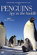 Penguins: Spy in the Huddle